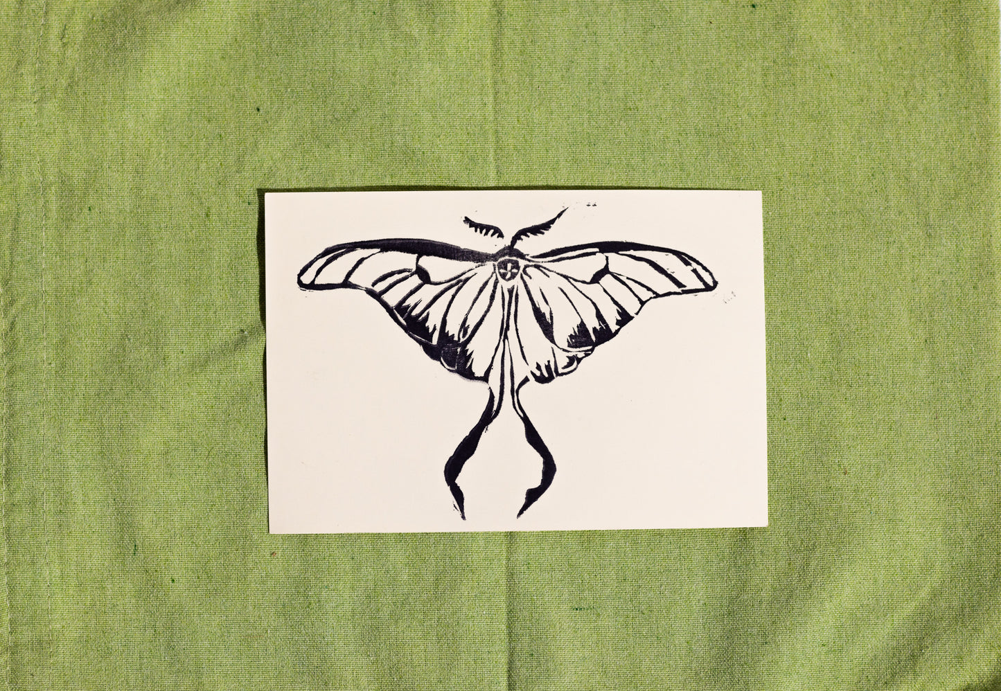 Luna Moth - Print